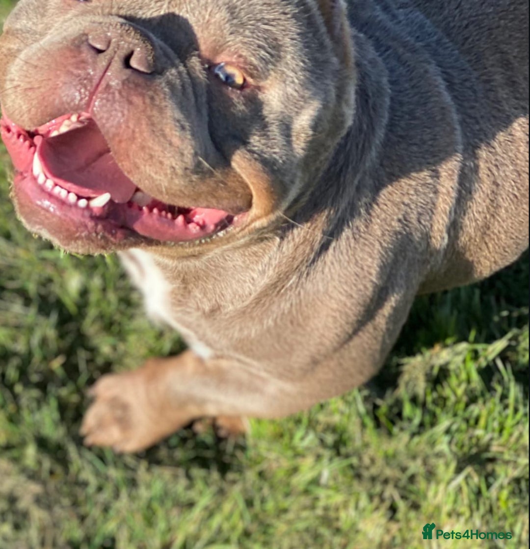 American Bully dogs for sale: Stunning Bully pup available now  - Advert 2