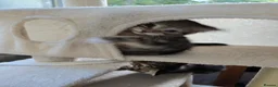 Mixed Breed cats for sale: Three beautiful kittens for sale  - Advert 18