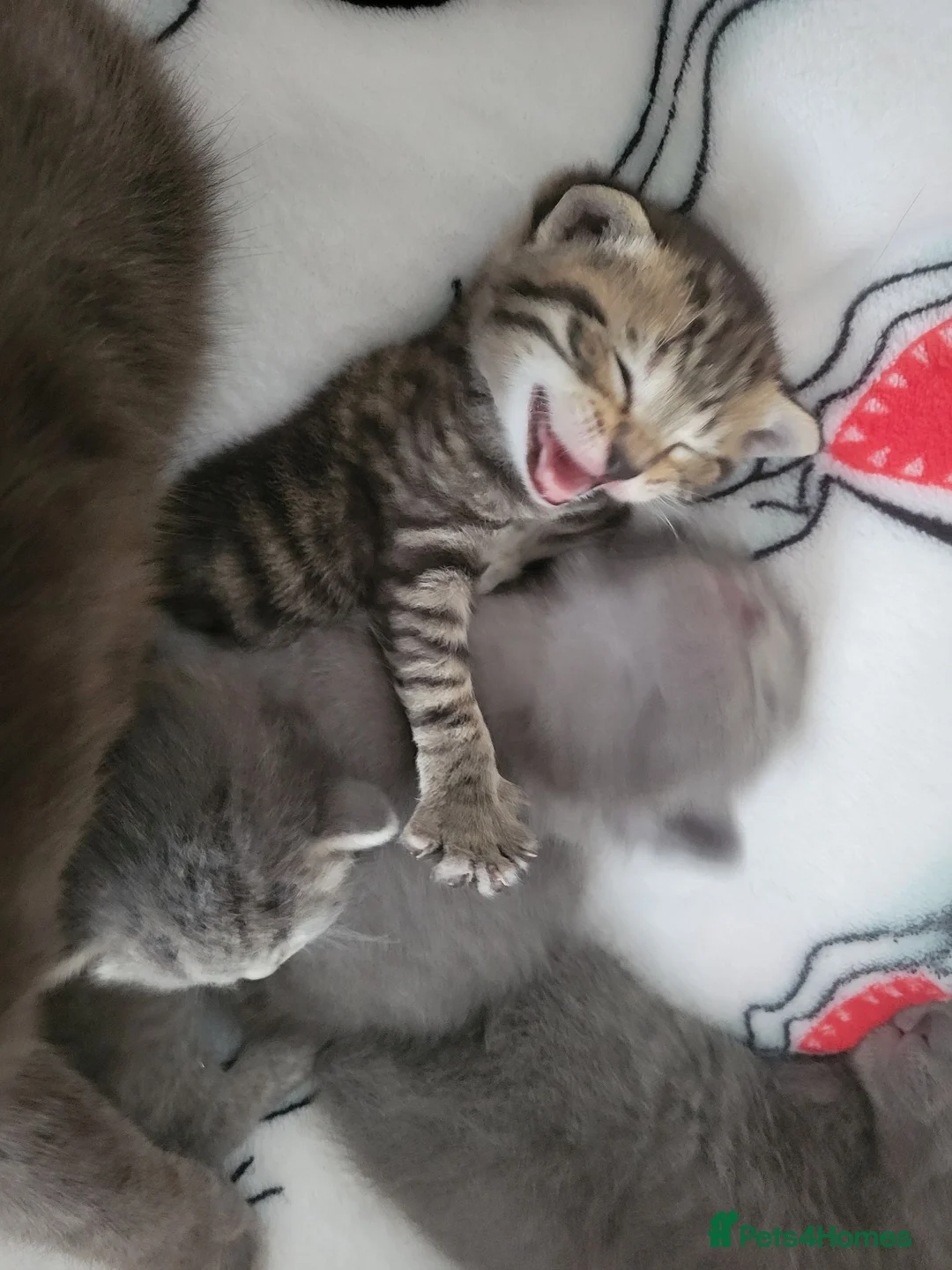 British Shorthair cats for sale: Half british shorthair/Tabby kitten - Advert 15
