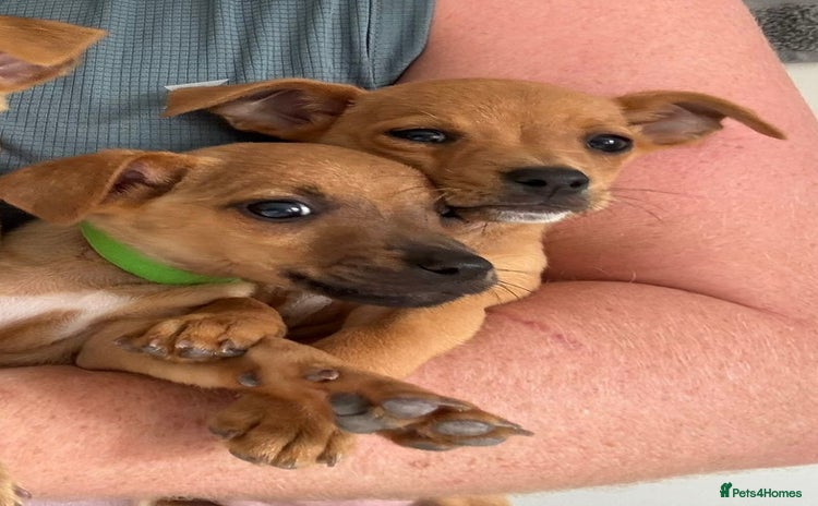 Jack Russell dogs - Advert 2