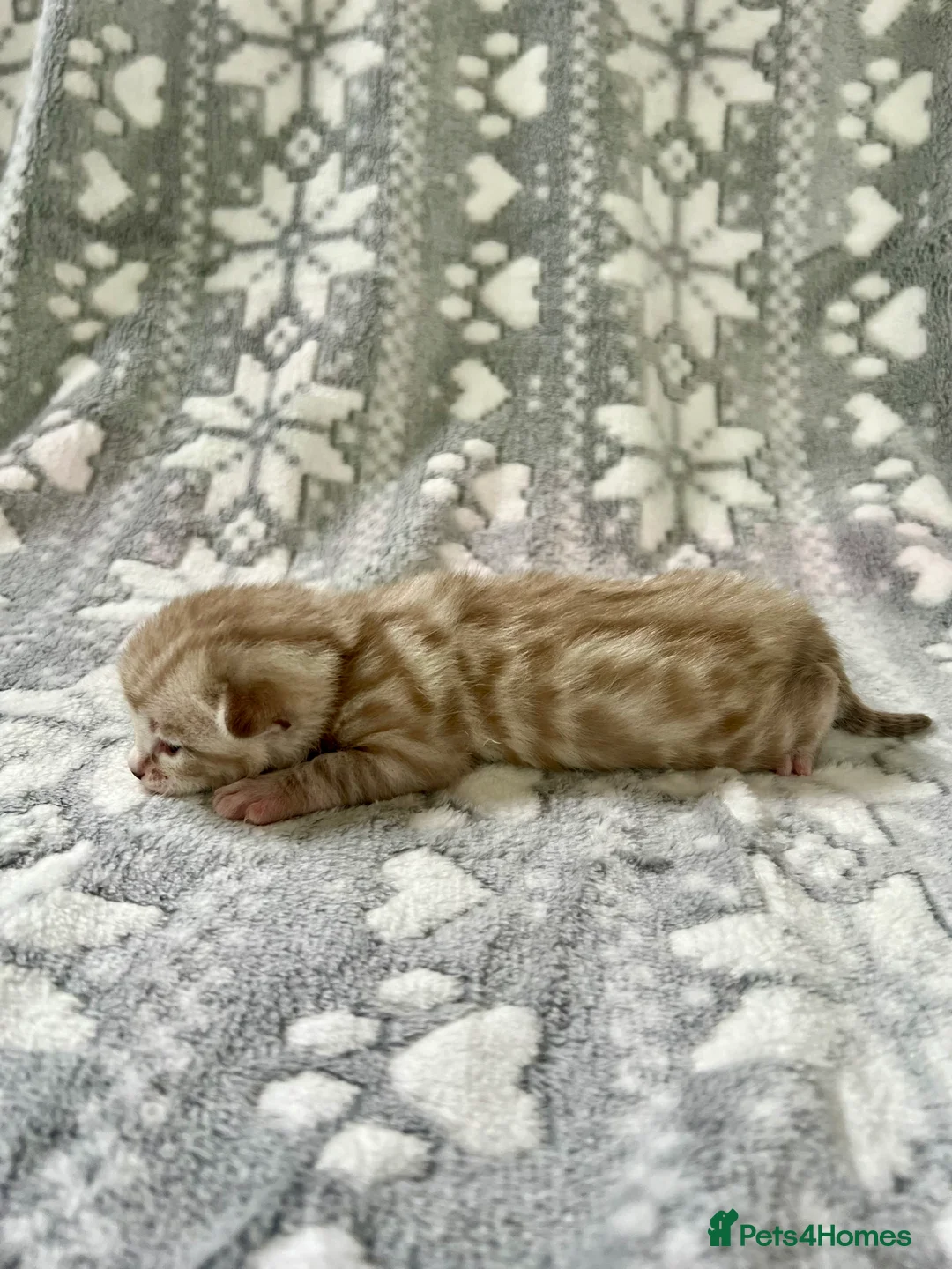 Bengal cats for sale: Top Pedigree Bengal Kittens - Advert 17