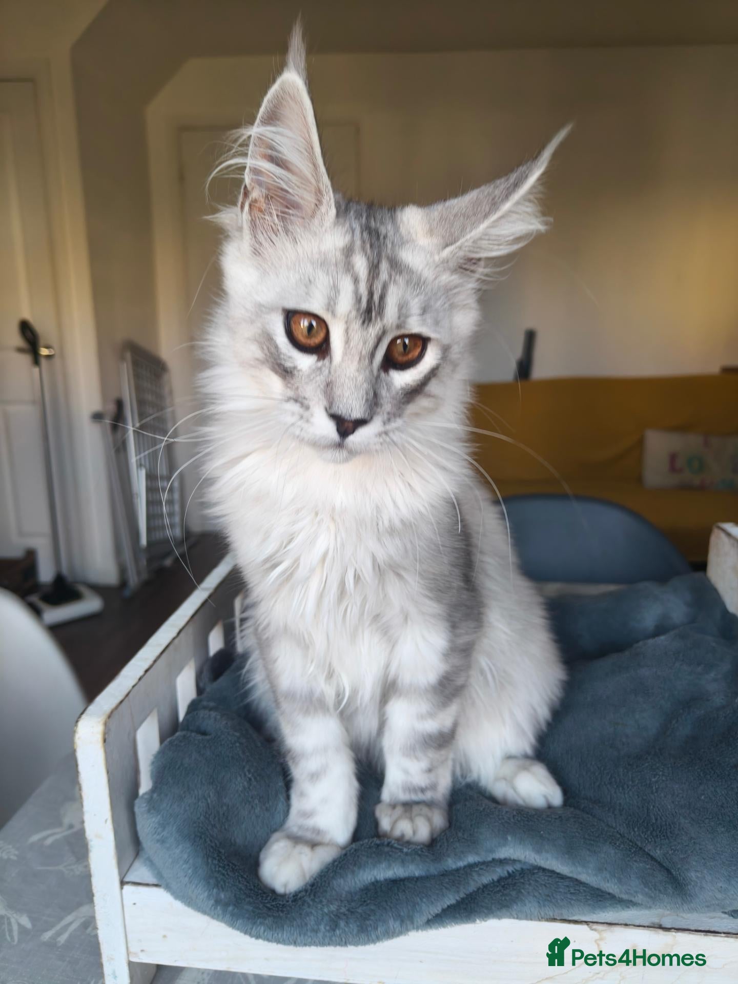 Maine Coon cats ready now  STUNNING TICA MAINE COON KITTENS - Advert 1