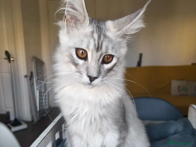 Maine Coon cats for sale: ready now STUNNING TICA MAINE COON KITTENS - Advert 1