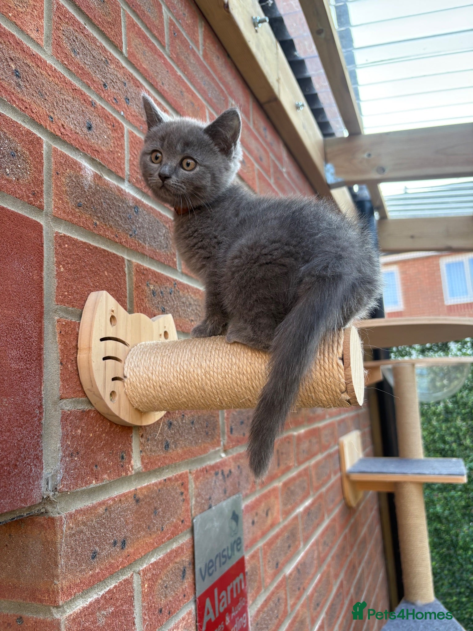 Mixed Breed cats Ragdoll x BSH/Scottish Fold Kitten - Advert 11