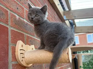 Mixed Breed cats Ragdoll x BSH/Scottish Fold Kitten - Advert 1