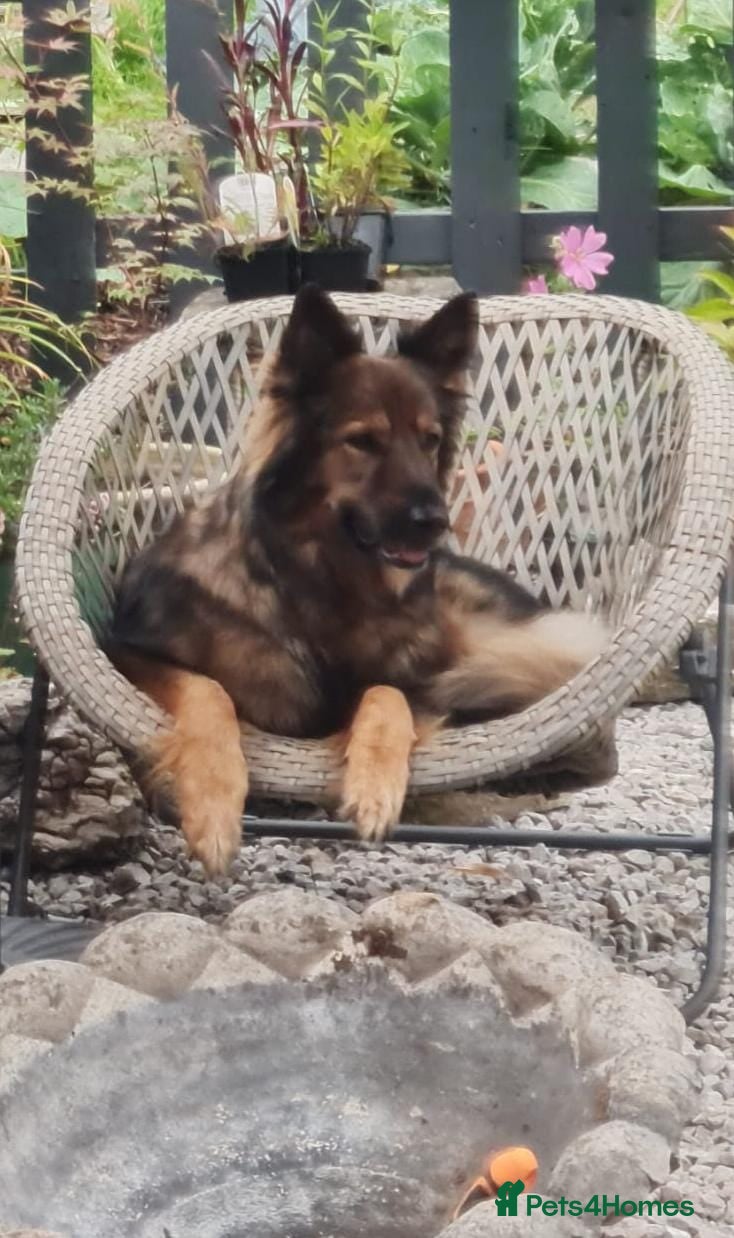 German Shepherd dogs Jessie- 7 year old female German Shepherd  - Advert 1