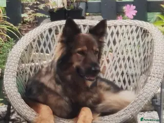 German Shepherd dogs Jessie- 7 year old female German Shepherd - Advert 1