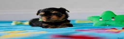 Yorkshire Terrier dogs for sale: Top Quality KC Reg Yorkshire Terrier Puppies - Advert 8