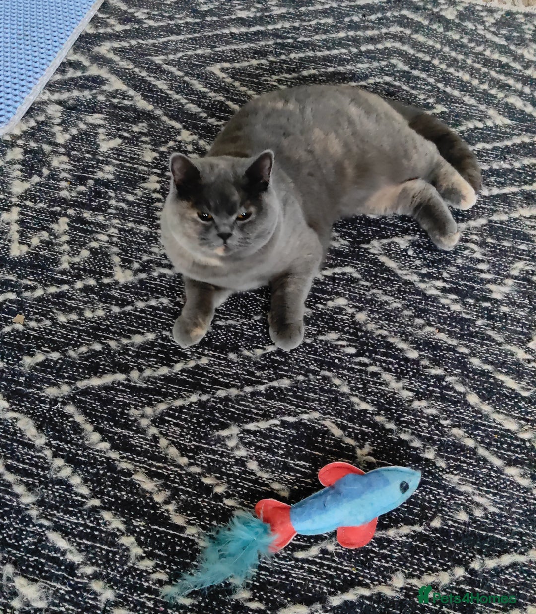 British Shorthair cats for sale: Show quality blue tortie girl. GCCF champ.lines - Advert 4