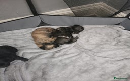 Mixed Breed dogs for sale: Little bundles of schweenie love!  - Image 14