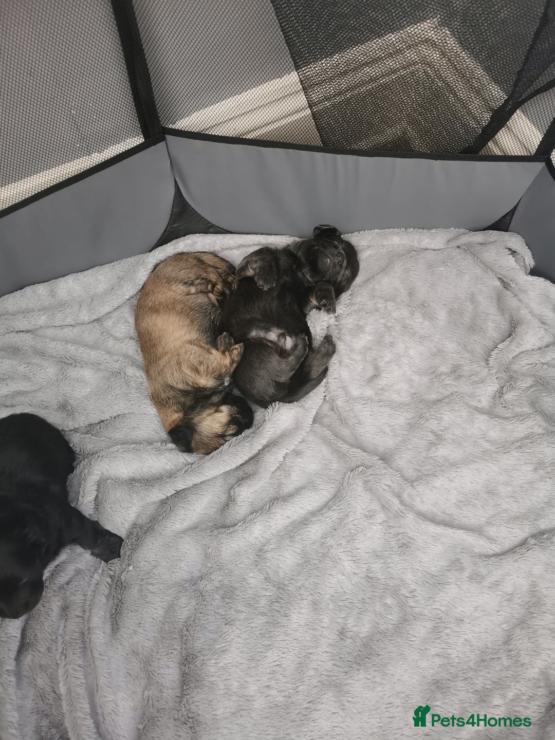 Mixed Breed dogs for sale: Little bundles of schweenie love!  - Image 14
