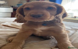 Cocker Spaniel dogs for sale: Gold show cocker pups ready now  - Image 12