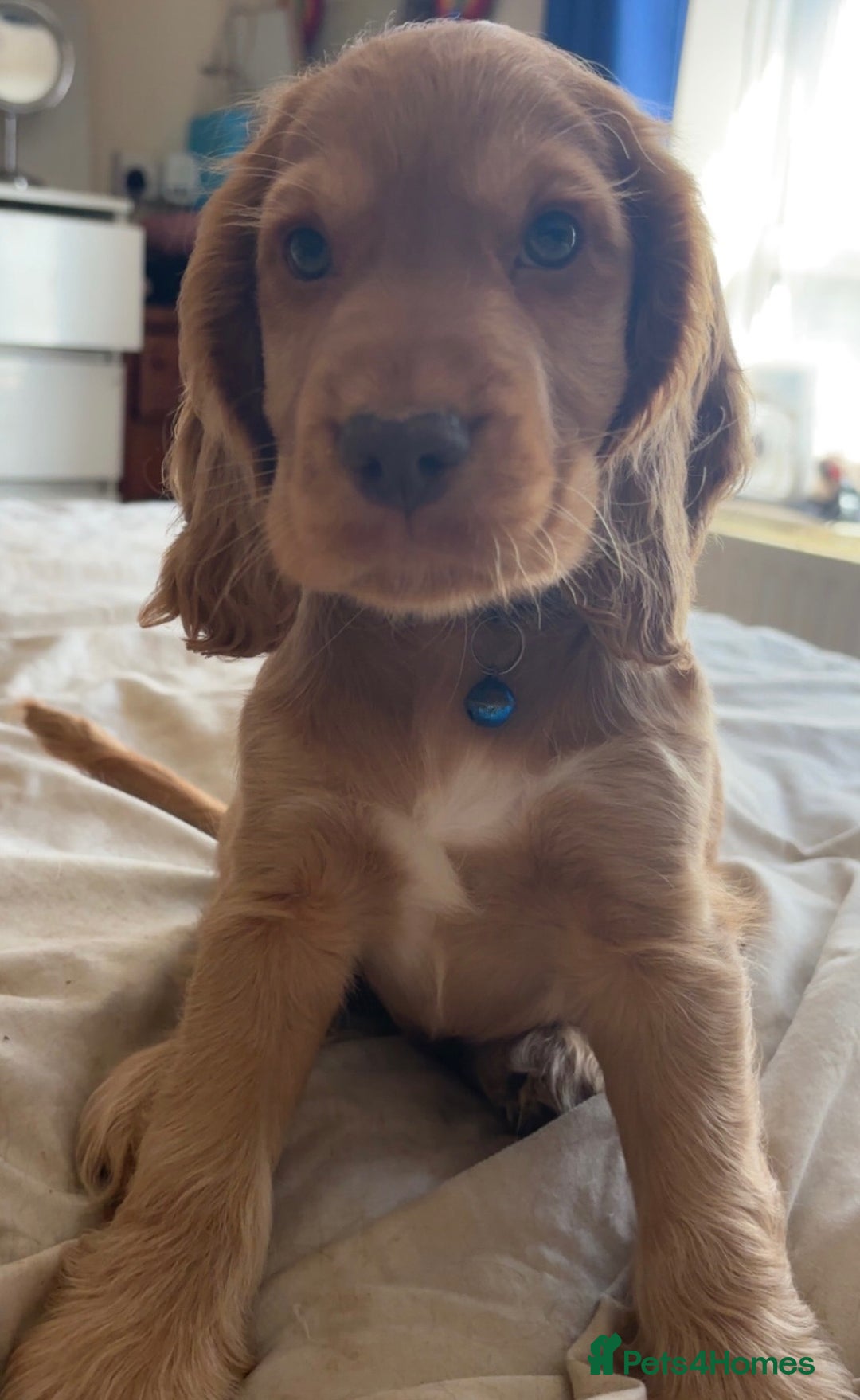 Cocker Spaniel dogs for sale: Gold show cocker pups ready now  - Image 12