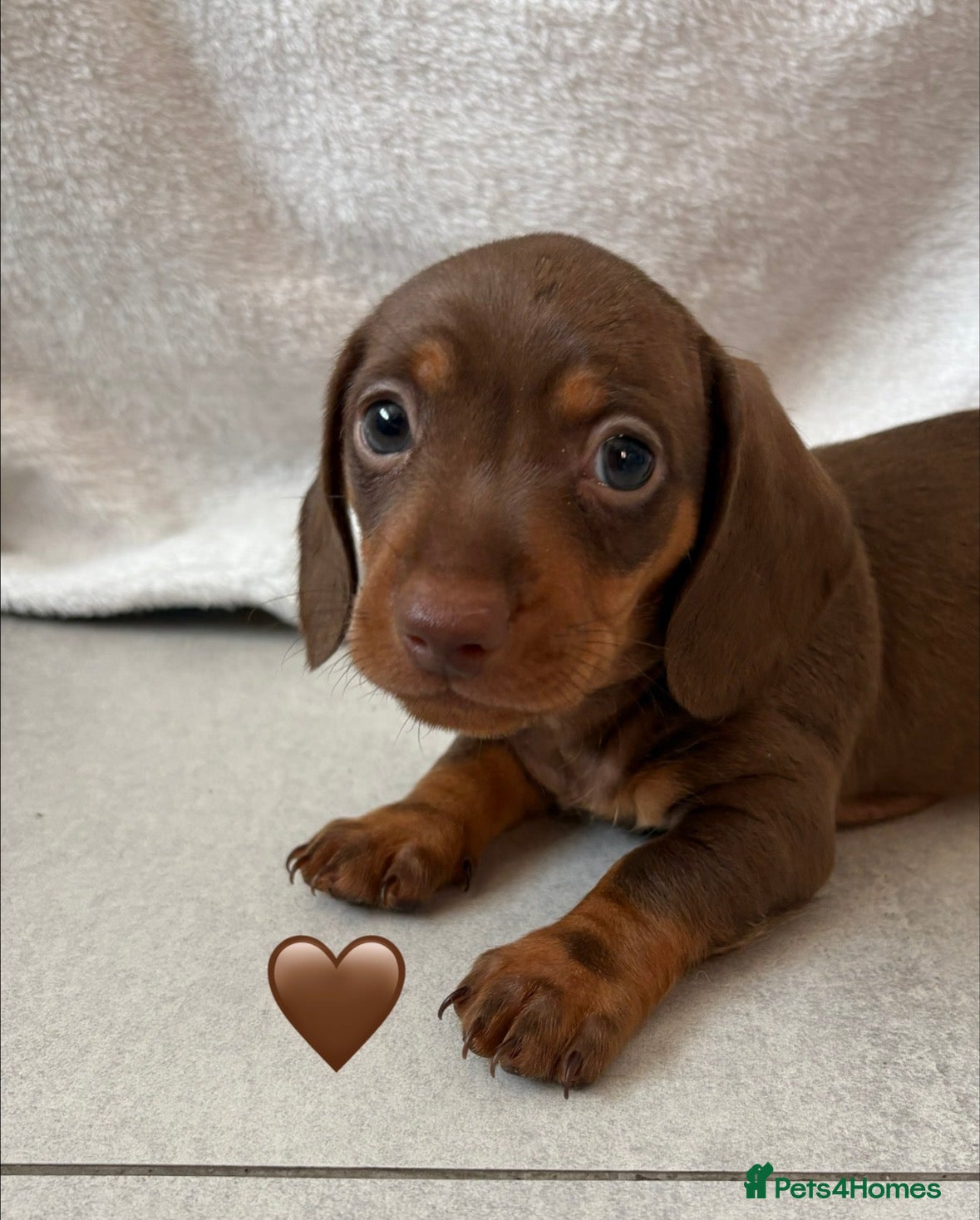 Miniature Dachshund dogs 1 Miniature Dachshund Puppy Left *Ready Now!* - Advert 6