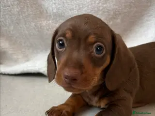 Miniature Dachshund dogs 1 Miniature Dachshund Puppy Left *Ready Now!* - Advert 6