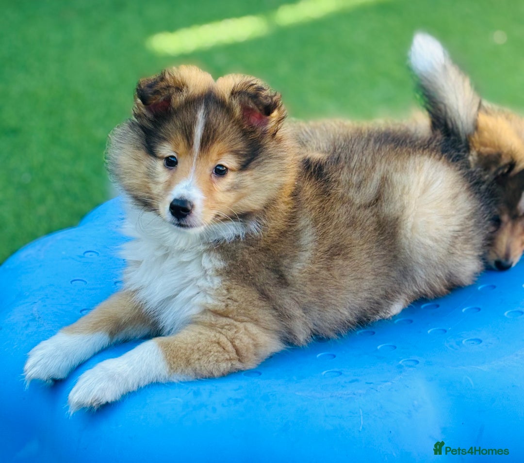 Shetland Sheepdog dogs for sale: Beautiful Shetland Sheepdog Puppies  in Goole - Image 4
