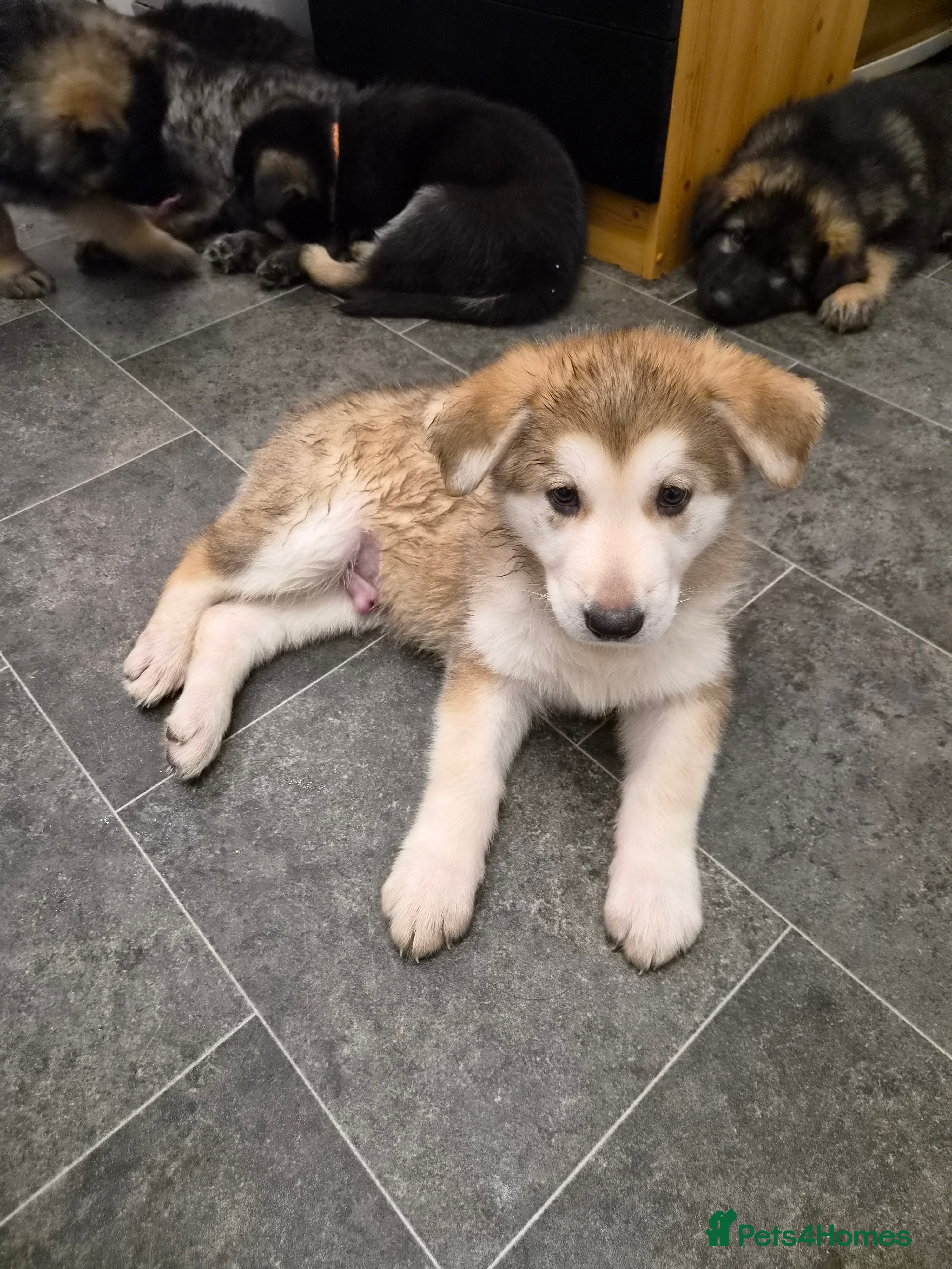 German Shepherd dogs  Pedigree German Shepherd pups straight backed - Advert 2