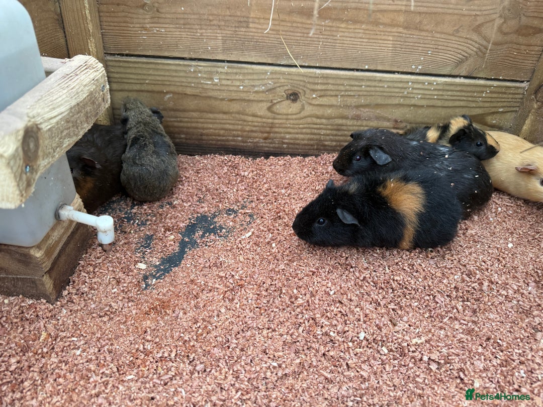 Guinea Pig rodents for sale: Baby girl guinea pigs  - Advert 2