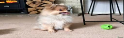 Pomeranian dogs for sale: RUSSIAN CHAMPION KC FEMALE POMERANIAN  - Advert 3