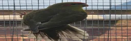 Mixed Breed birds for sale: Parakeets  in Chelmsford - Advert 12