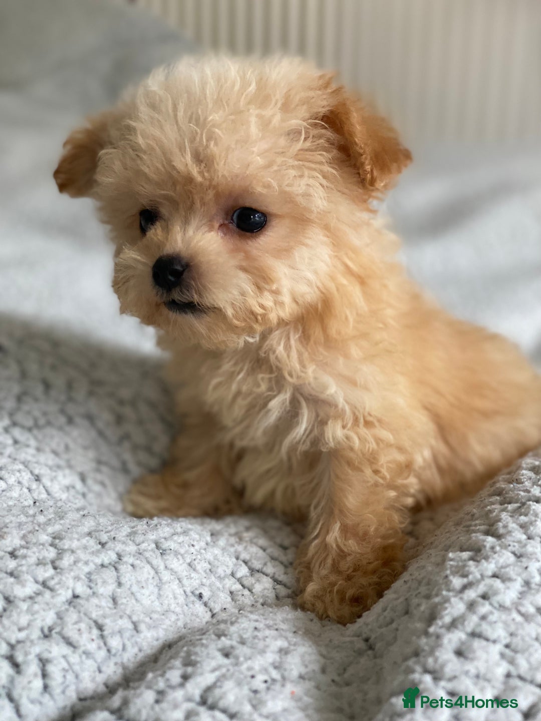 Poochon dogs for sale: Poochon puppy’s  - Image 4