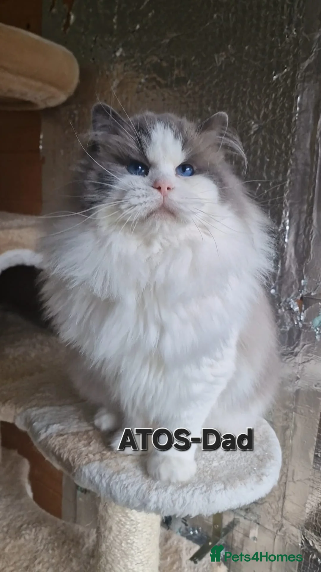 Ragdoll cats for sale: Beautiful Ragdolls  - Advert 10