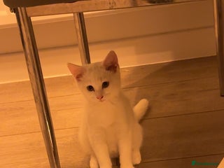 British Shorthair cats - Advert 22