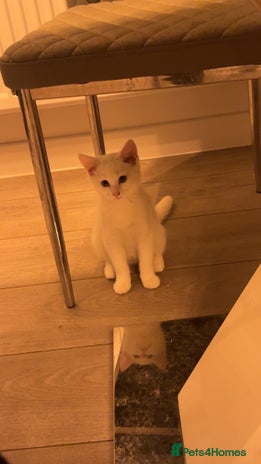 British Shorthair cats - Advert 15
