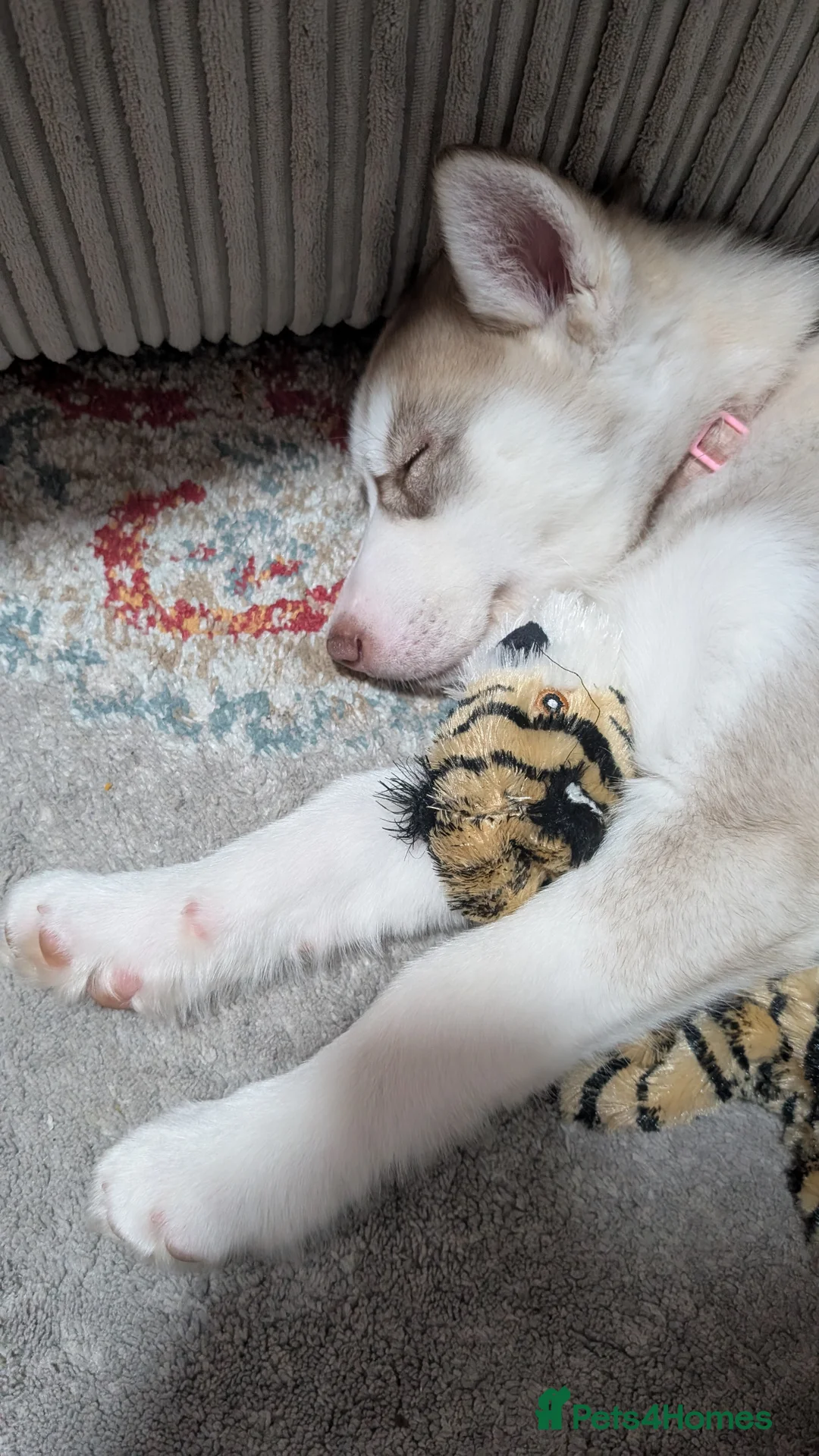 Siberian Husky dogs for sale: Siberian husky puppy  - Advert 2