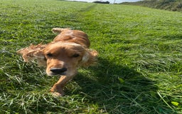 Cocker Spaniel dogs for sale: Lively Cocker Spaniel - Teddy - Image 3