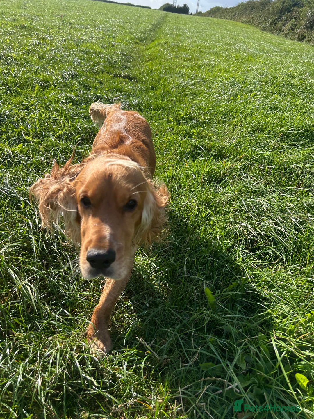 Cocker Spaniel dogs for sale: Lively Cocker Spaniel - Teddy - Image 3