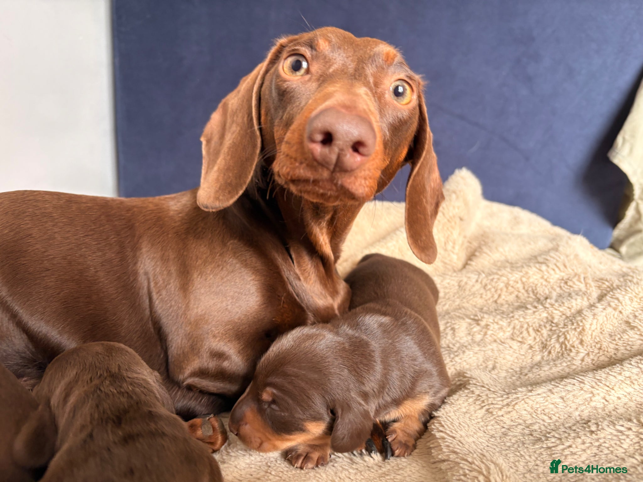 Miniature Dachshund dogs Beautiful Mini dachshund– 2 Females Available - Advert 1