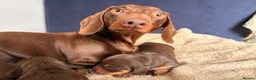 Miniature Dachshund dogs for sale: Beautiful Mini dachshund– 2 Females Available - Advert 1