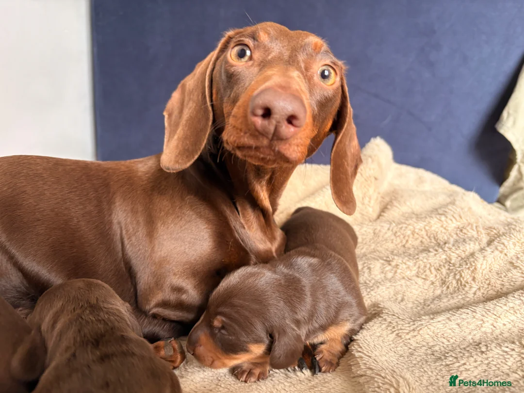 Miniature Dachshund dogs for sale: Beautiful Mini dachshund– 2 Females Available - Advert 1