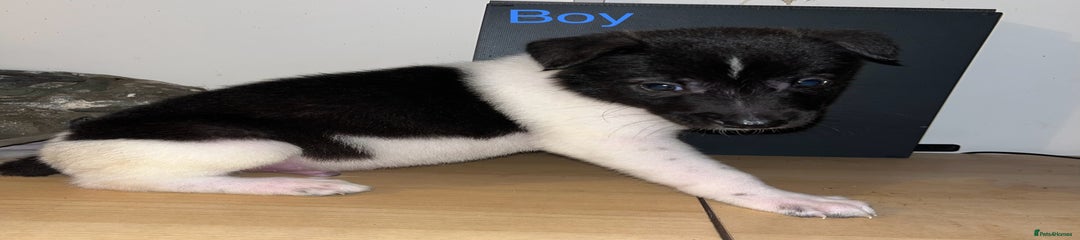 Mixed Breed Puppy 3