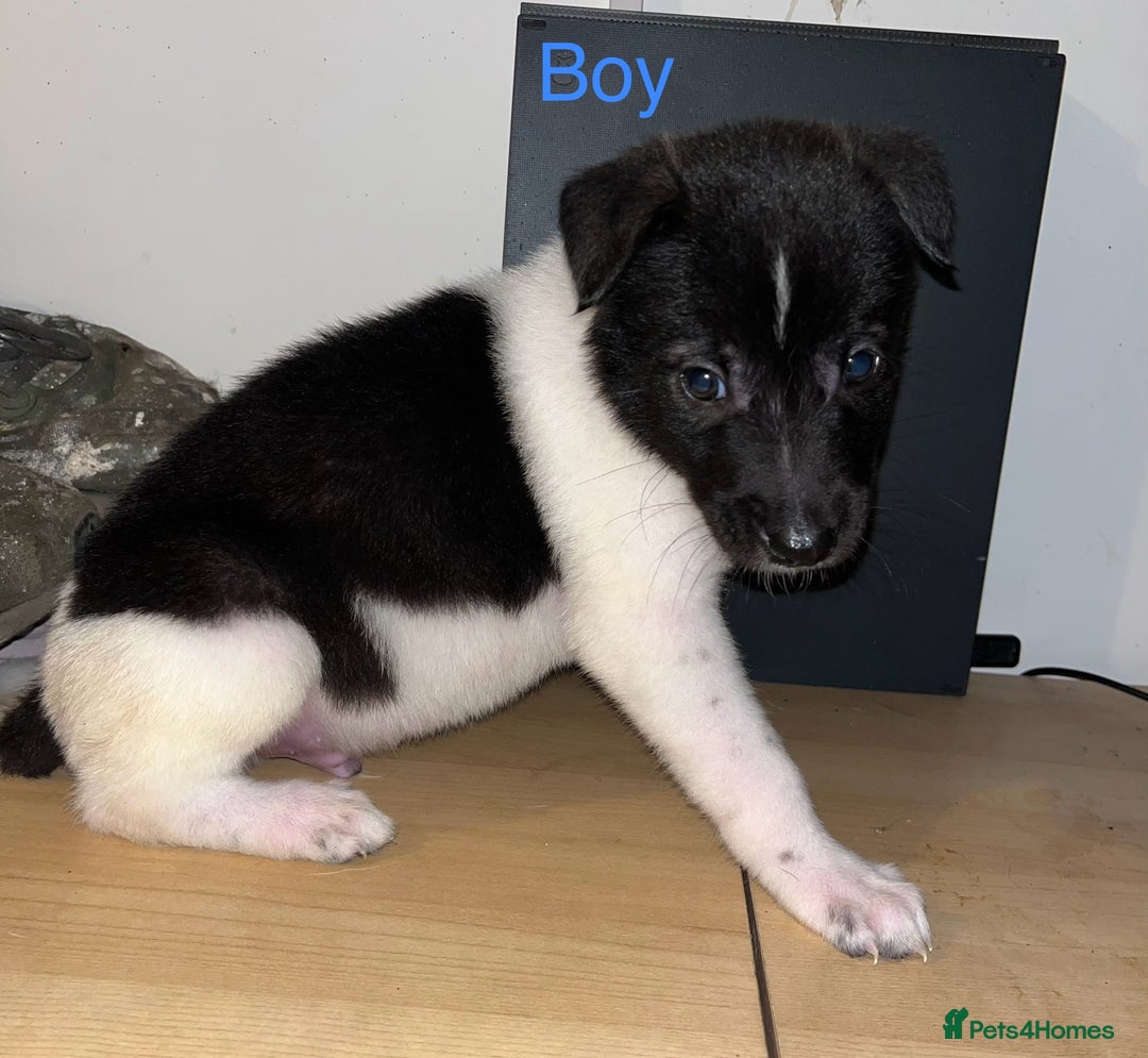 Mixed Breed dogs for sale: Akita x lurcher  - Image 8