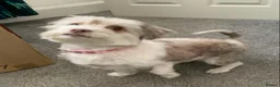 Mixed Breed dogs for sale: Lhasa Apso x Chihuahua x babies - Advert 1