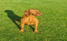 Hungarian Vizsla dogs for sale: Stunning KC Hungarian Vizsla Puppies  - Image 8