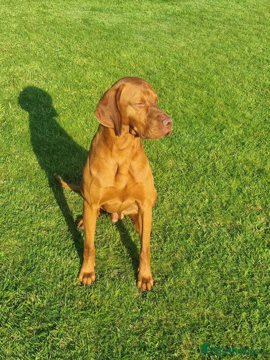 Hungarian Vizsla dogs for sale: Stunning KC Hungarian Vizsla Puppies  - Image 8