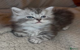 Ragdoll cats for sale: ONE GIRL LEFT! CUDDLY RAGDOLL-PERSIAN KITTENS - Image 4