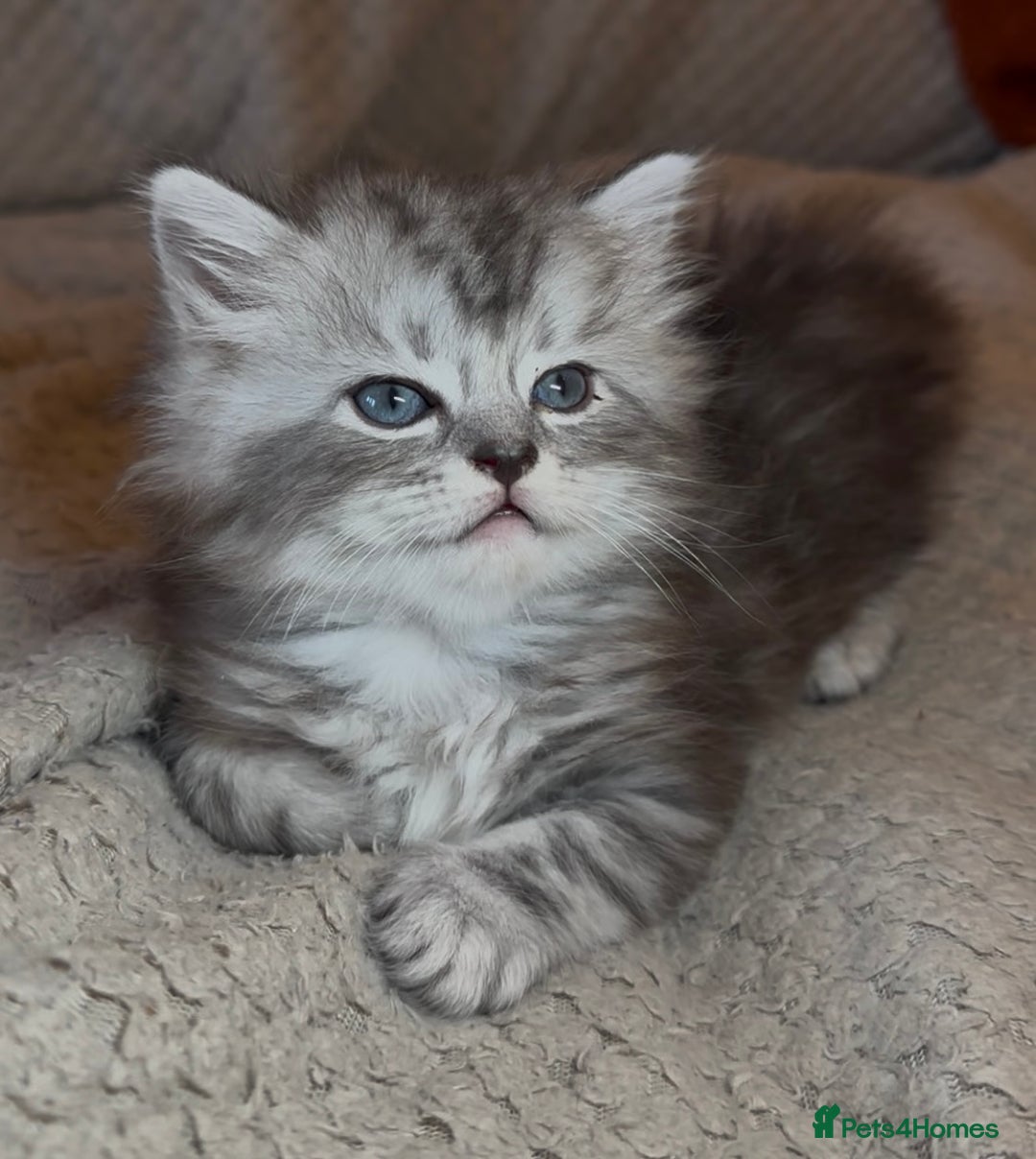Ragdoll cats for sale: ONE GIRL LEFT! CUDDLY RAGDOLL-PERSIAN KITTENS - Image 4
