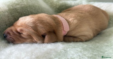 Labrador Retriever dogs - Advert 9