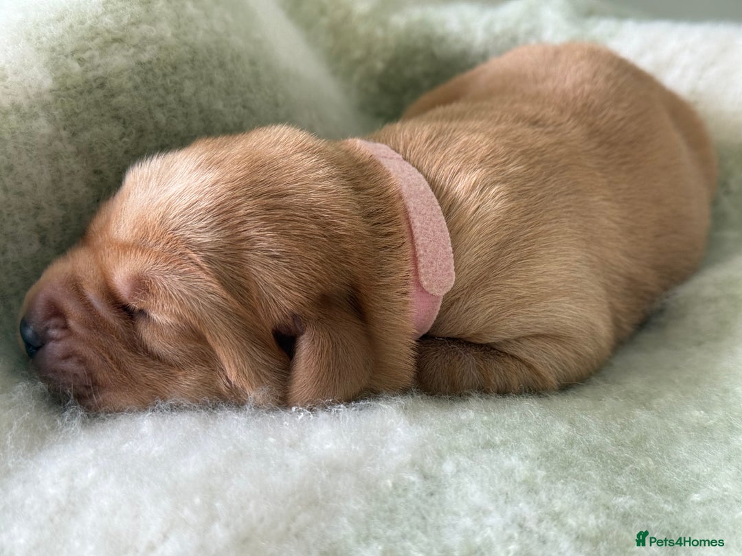 Labrador Retriever dogs for sale: Labrador pups service quality assured - Image 2