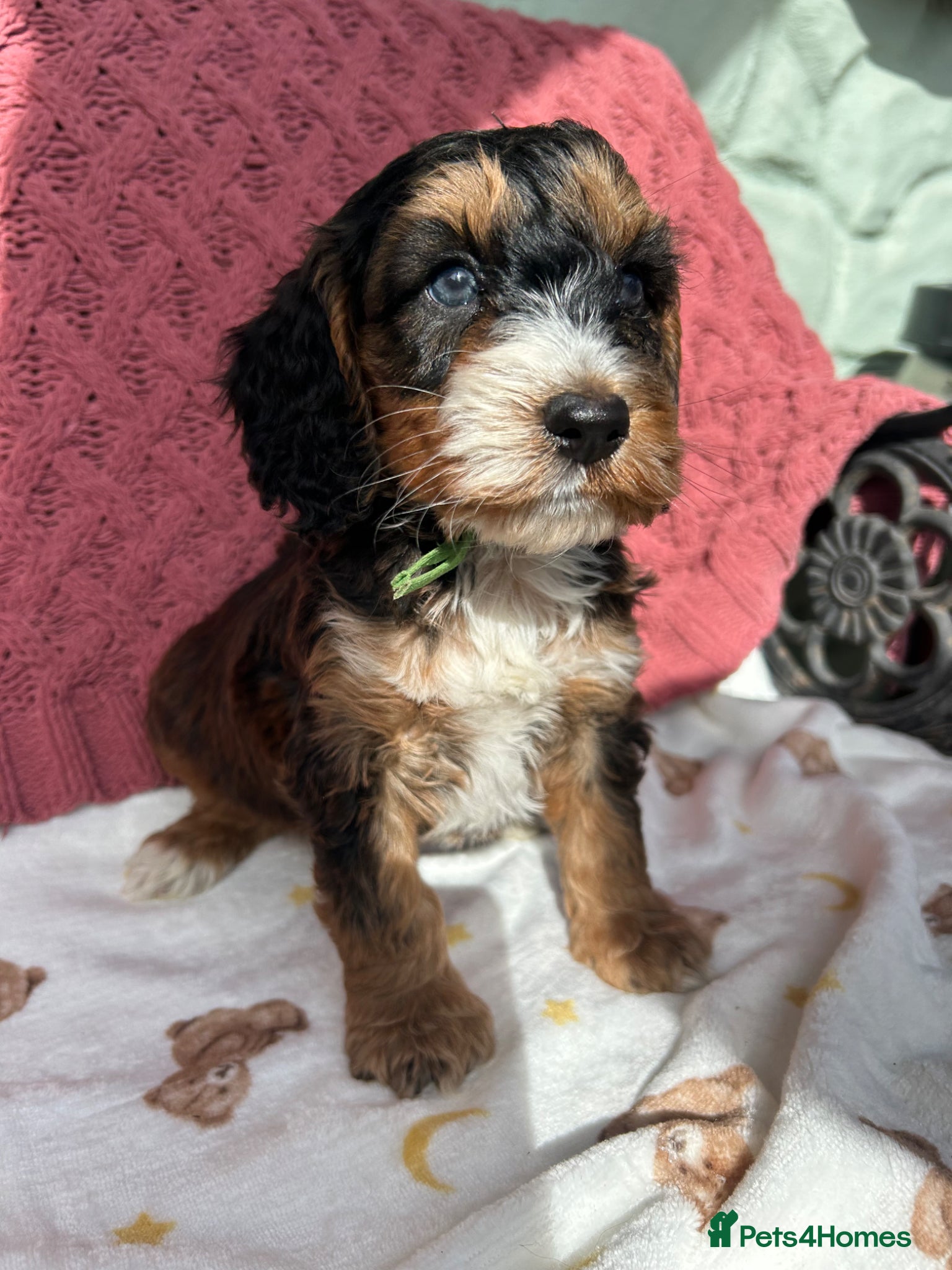 Cockapoo dogs F1 Cockapoo puppies  - Advert 15