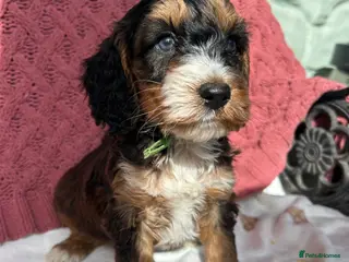 Cockapoo dogs F1 Cockapoo puppies - Advert 15