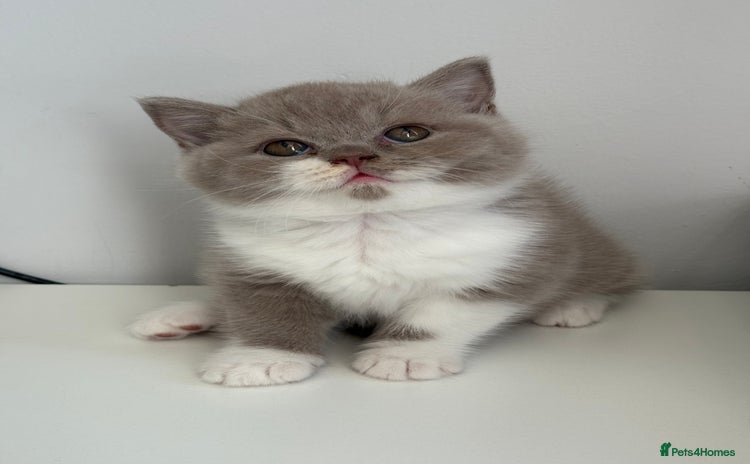British Shorthair cats - Advert 3