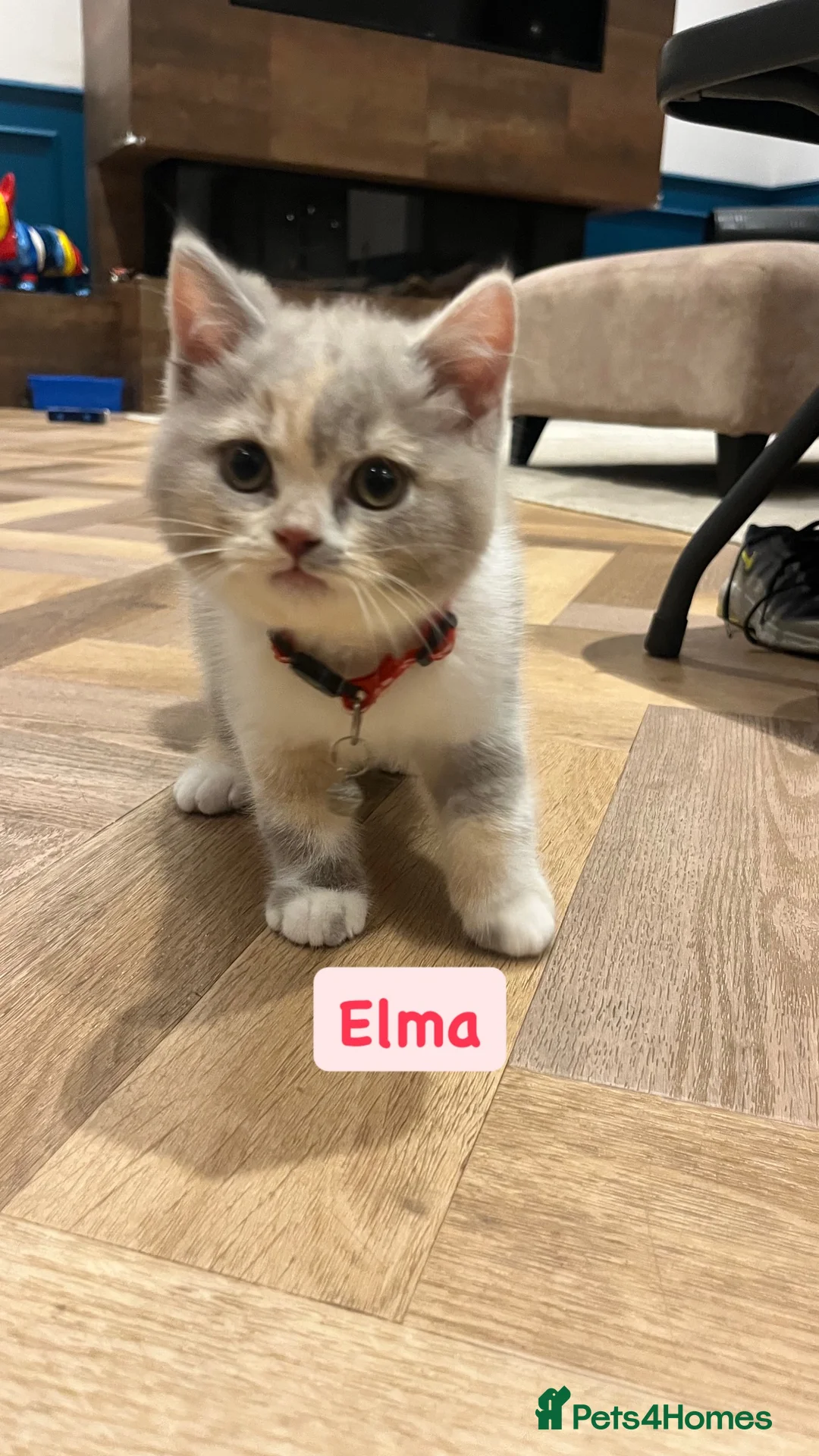 British Shorthair cats for sale: Incredible Tortie British Shorthair GCCF £700 - Advert 2