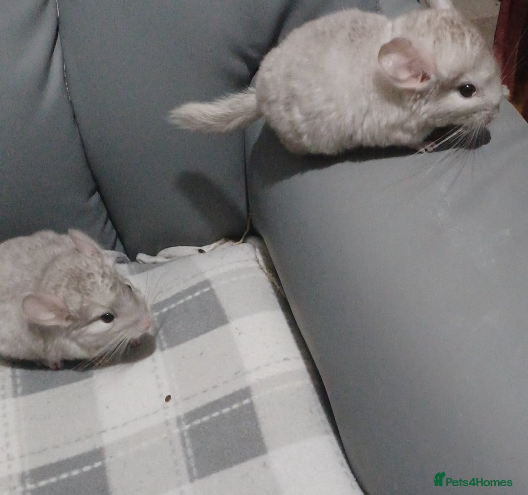 Chinchilla rodents for sale: Chinchilla kits to reserve  - Advert 13