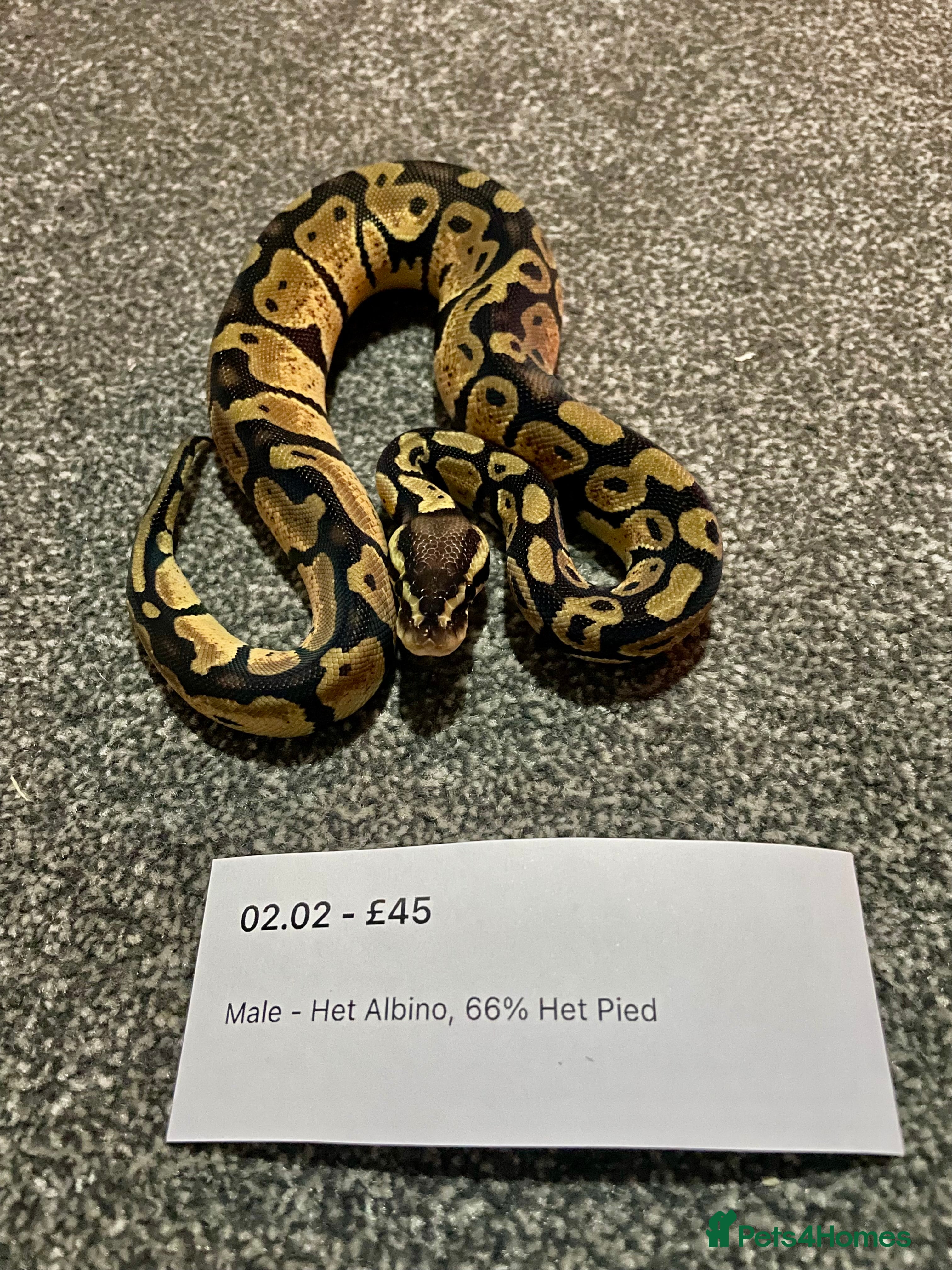 Python Snake reptiles Het Albino 66% Het Pied Royal Python (Ball Python) - Advert 4