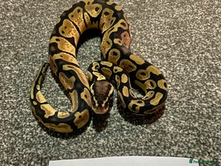 Python Snake reptiles Het Albino 66% Het Pied Royal Python (Ball Python) - Advert 4